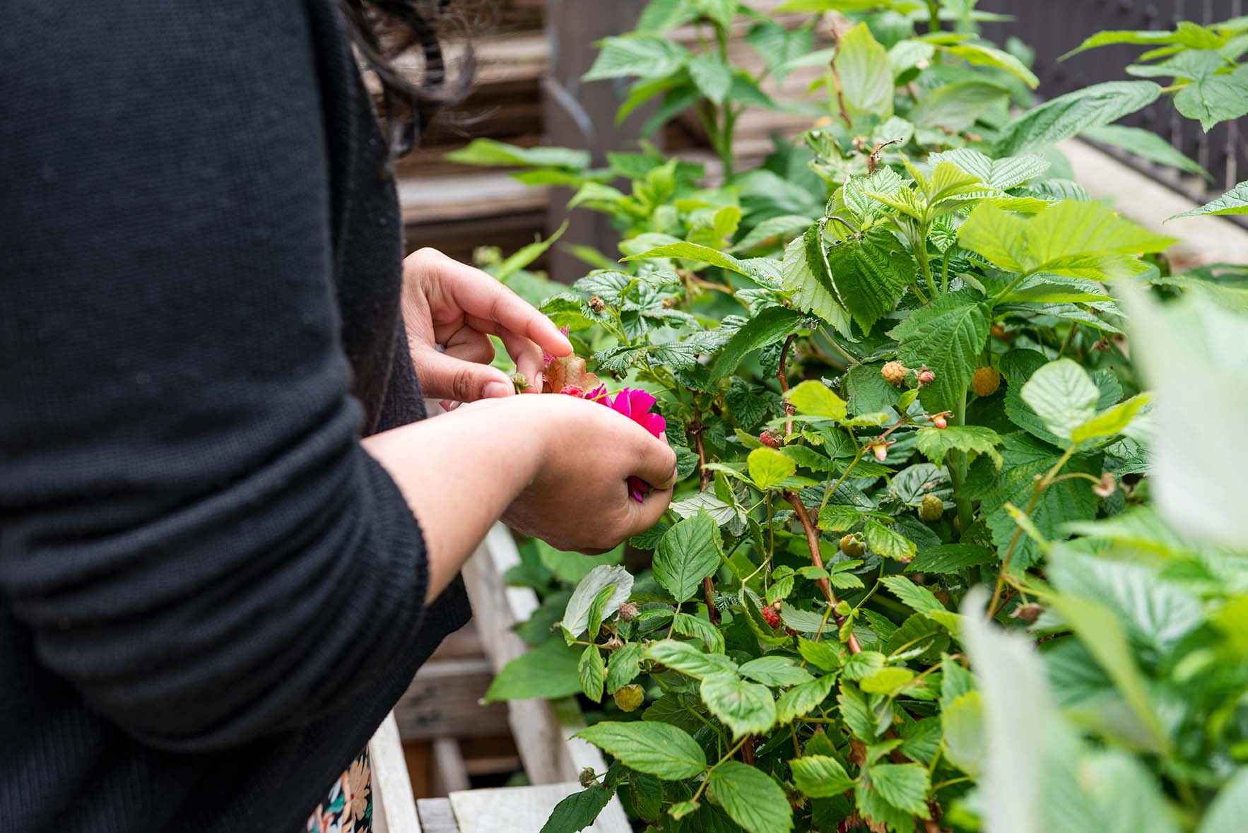 Photograph of Colour Garden installation