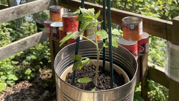 Tinned tomatoes 2