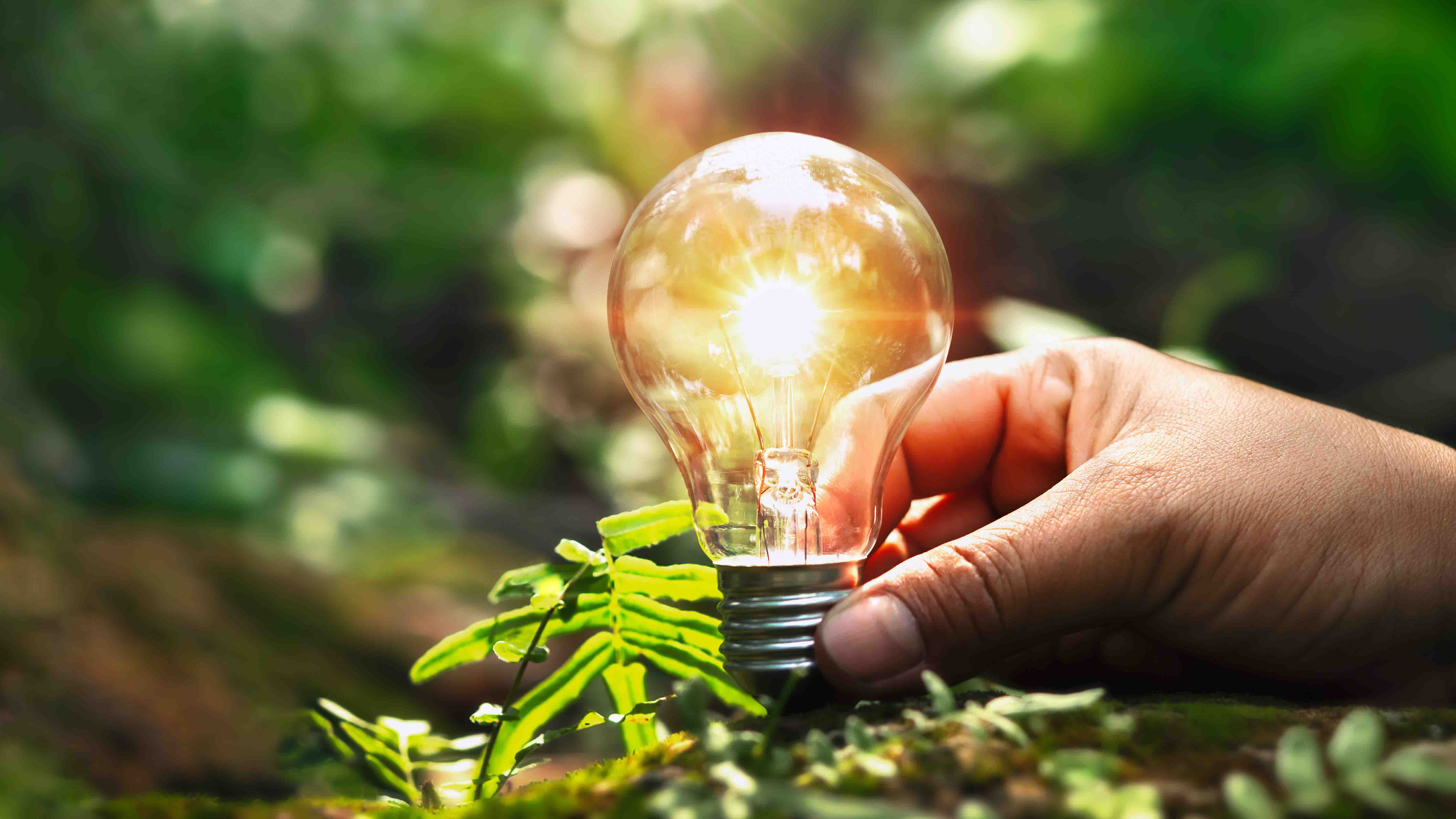 Image of a lightbulb with trees in the background