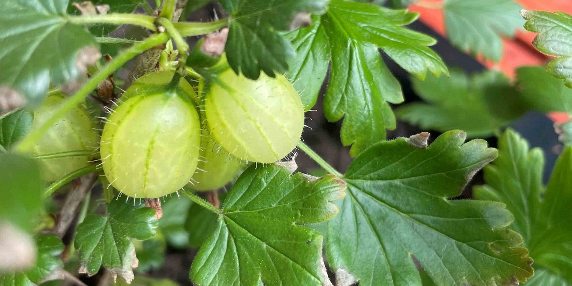 Banner-Gooseberry