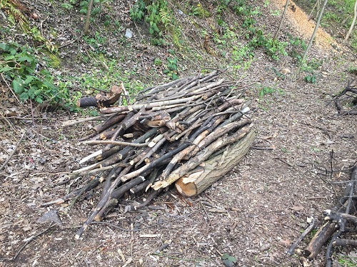 A log pile located on campus to act as shelter for small mammals and provide a habitat for invertebrates.