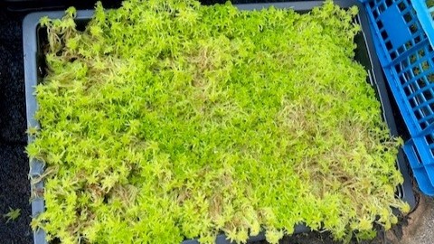 Sphagnum Moss 1