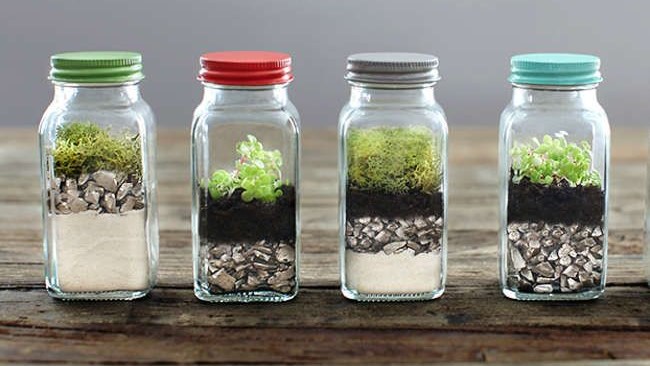 Mini Moss Terrariums 1
