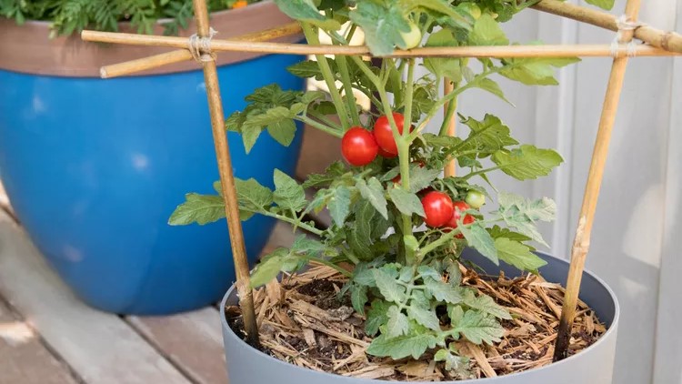 Tiny Tinned Tomatoes 2