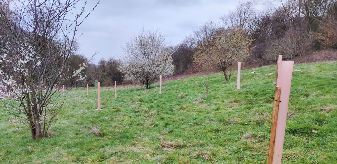 Tree planting-title image