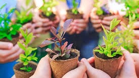 Plant Swap 3