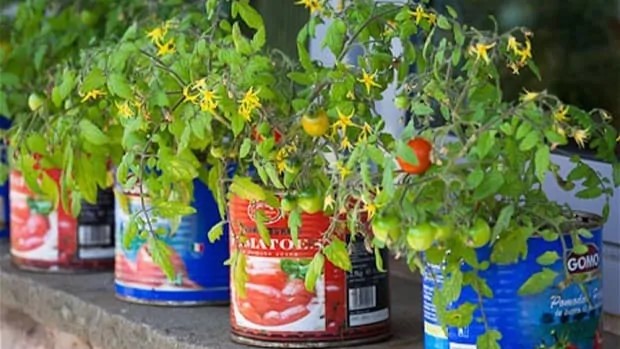 Tiny Tinned Tomatoes 1